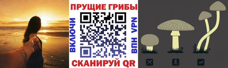 Псилоцибиновые грибы прущие грибы Яхрома